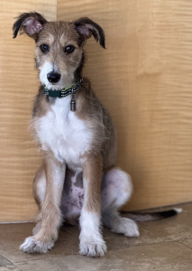 This is Buddy our Director's dog